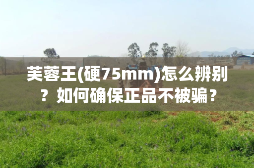 芙蓉王(硬75mm)怎么辨别？如何确保正品不被骗？